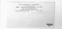 Puccinia helianthi image